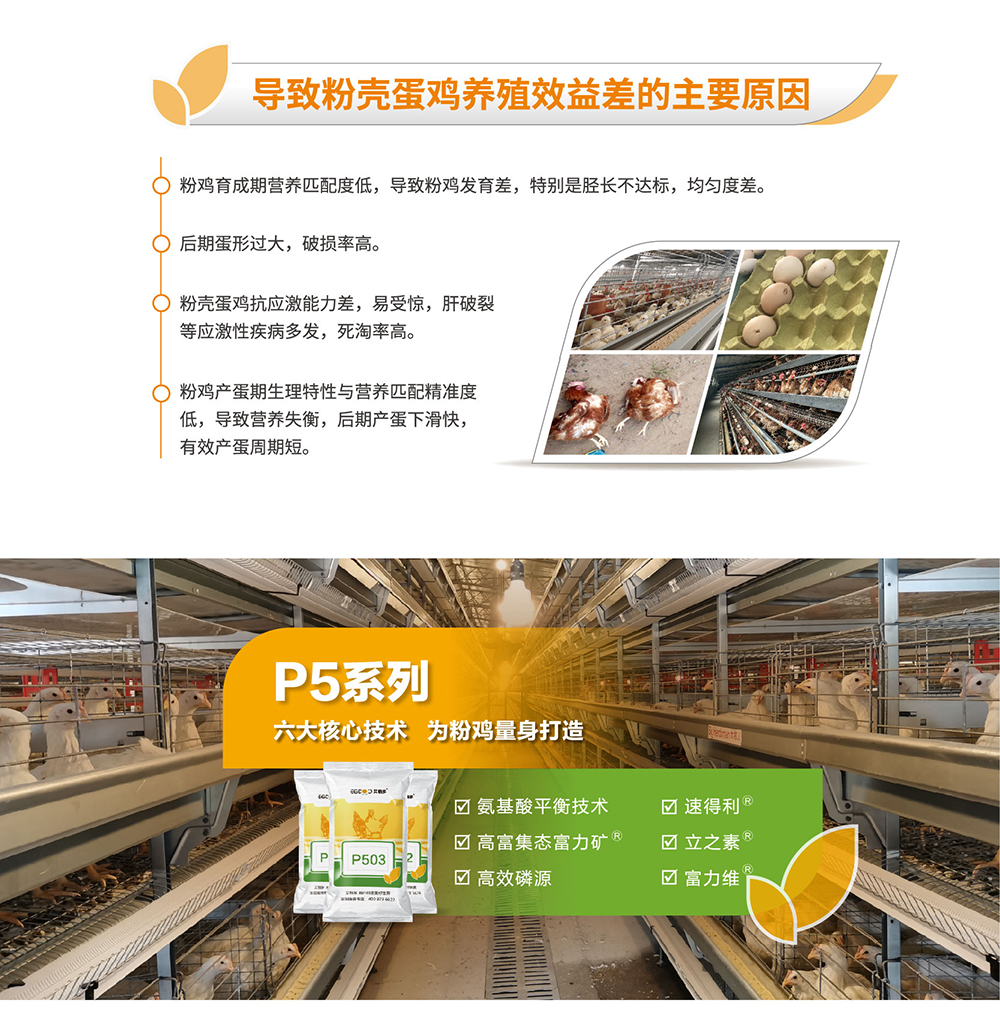 20220511粉殼蛋雞專用料P5系列_產(chǎn)品詳情頁(yè)_畫板 2